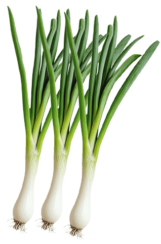 Daun Bawang